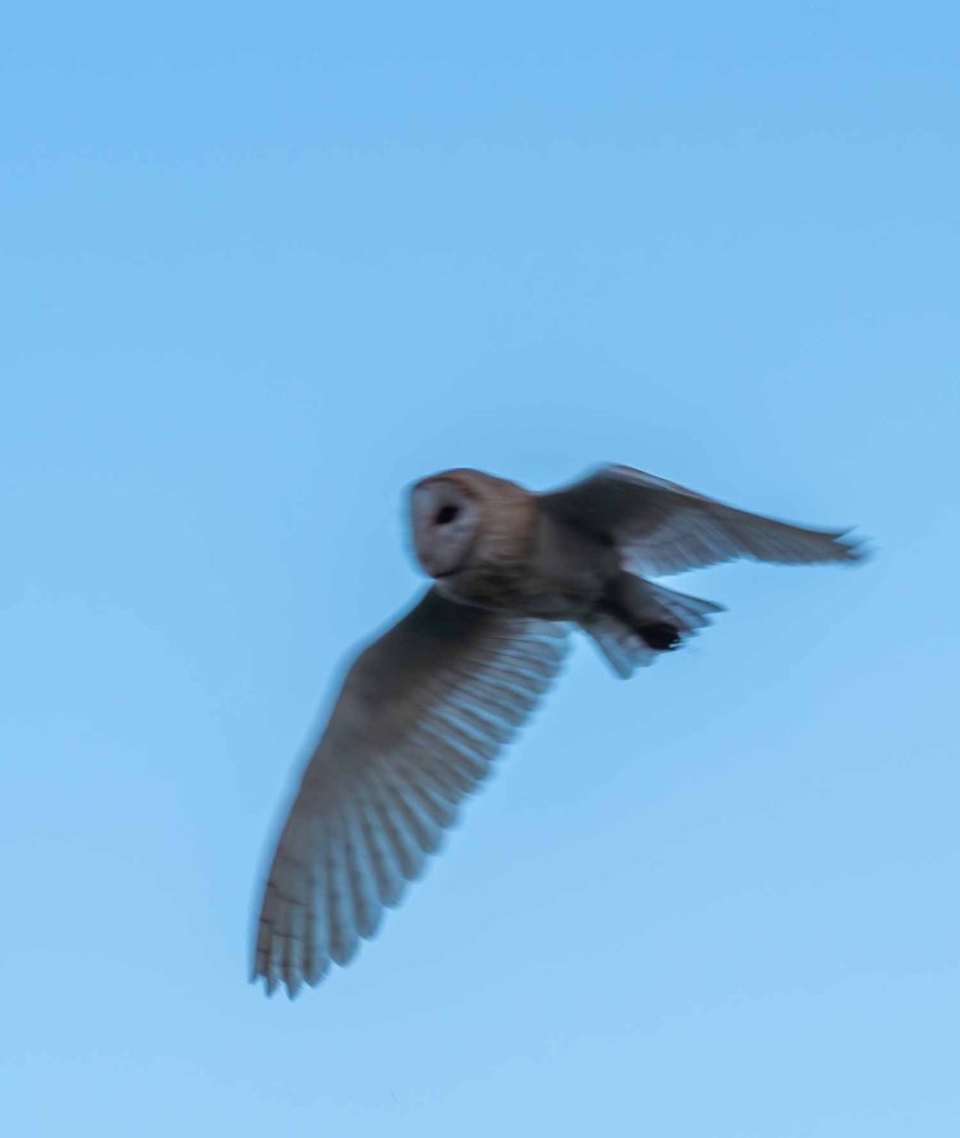 slightly blurry photo of a flying barn owl